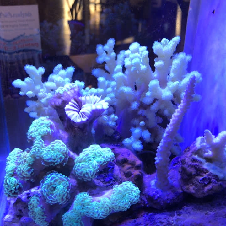Aquarium coral after live color correction