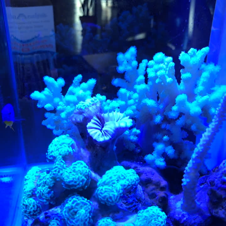 The same aquarium under blue LED lighting